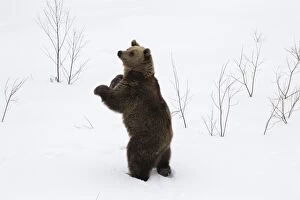MAMMAL. Brown Bear standing in snow
