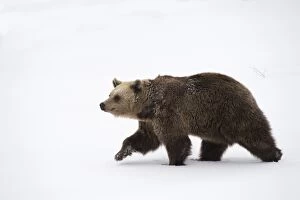 MAMMAL. Brown Bear walking deep in snow