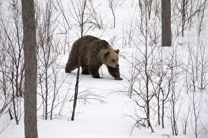 MAMMAL. Brown Bear walking in deep snow with trees