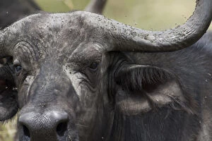 Buffalos Gallery: Mammal, Cape buffalo, Masai mara, kenya
