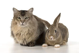 Agouti Gallery: Mammal. Cat ( somali )and  ( agouti )rabbit
