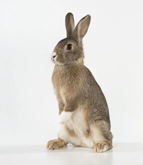 Mammal. Domestic ( agouti ) rabbit, standing up, studio