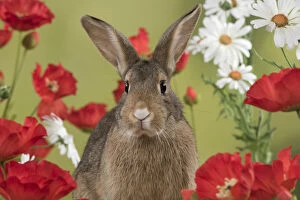 Mammal. Domestic Rabbit ( agouti )in Poppies