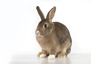 Agouti Gallery: Mammal. Domestic Rabbit ( agouti ) on white, studio