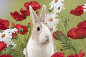 Mammal. Domestic rabbit ( dutch ) in Poppies