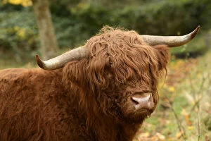 MAMMAL. highland cattle ( BULL ) in autumn leaves Date: 18-03-2019