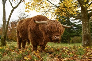 Images Dated 27th December 2021: MAMMAL. highland cattle ( BULL ) in autumn leaves
