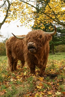 Images Dated 27th December 2021: MAMMAL. highland cattle ( BULL ) in autumn leaves