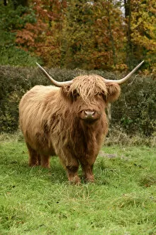Images Dated 27th December 2021: MAMMAL. highland cattle ( cow ) in autumn leaves