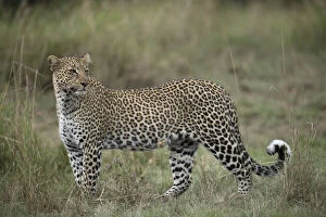 Mammal. Leopard, Masai mara