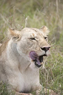 Images Dated 13th October 2013: Mammal. Lion, Lioness laying down licking face, mouth open