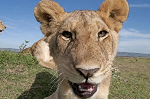 Mammal. Lion, looking at camera, taking selfie