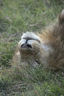 Mammal. Lion, male, on its back, eye open