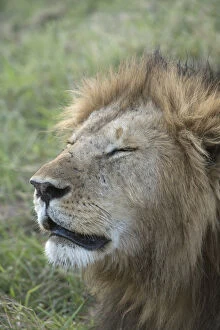 Mammal. Lion, male, eyes closed
