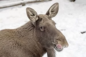 Alces Gallery: Mammal. Moose
