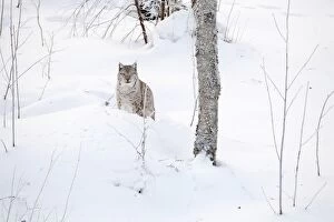 Mammal. Northern Lynx