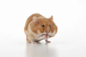 MAMMAL. Pet Hamster, eating with cheeks full of food, studio MAMMAL. Pet Hamster, eating with cheeks full of food, studio