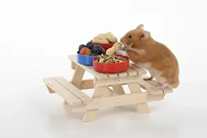 Table Prints: MAMMAL. Pet Hamster, eating lunch on a picnic bench, studio