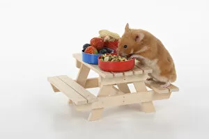 Images Dated 30th November 2020: MAMMAL. Pet Hamster, eating lunch on a picnic bench, studio