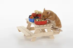 MAMMAL. Pet Hamster, eating lunch on a picnic bench, studio