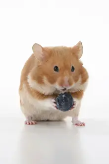 Jd 301120 Prints: MAMMAL. Pet Hamster, eating, studio
