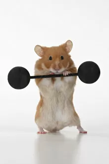 On Back Legs Gallery: MAMMAL. Pet Hamster, lifting old fashioned weights, studio