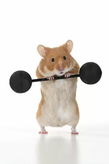 Images Dated 30th November 2020: MAMMAL. Pet Hamster, lifting old fashioned weights, studio