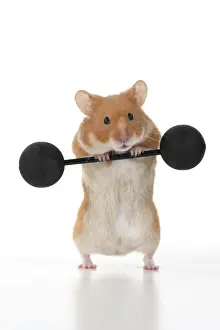 MAMMAL. Pet Hamster, lifting old fashioned weights, studio
