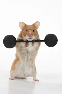 MAMMAL. Pet Hamster, lifting old fashioned weights, studio