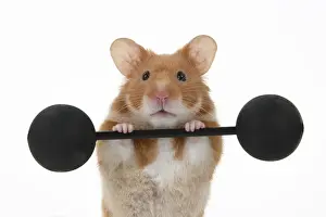 MAMMAL. Pet Hamster, lifting old fashioned weights, studio