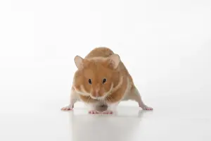 Jd 301120 Prints: MAMMAL. Pet Hamster, looking cute, studio