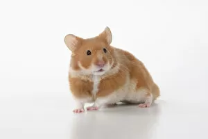 Images Dated 30th November 2020: MAMMAL. Pet Hamster, looking cute, studio