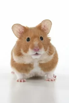 Images Dated 30th November 2020: MAMMAL. Pet Hamster, looking cute, studio