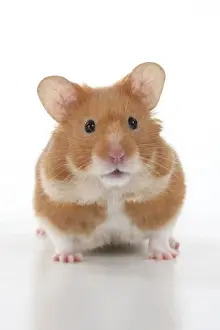 MAMMAL. Pet Hamster, looking cute, studio