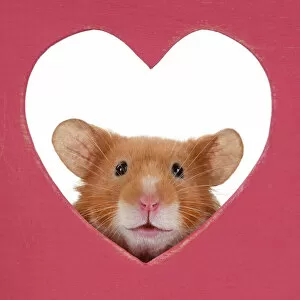 Images Dated 30th November 2020: MAMMAL. Pet Hamster, looking through a heart shaped hole, cute funny, studio, white background
