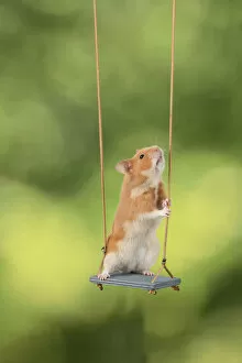On Back Legs Gallery: MAMMAL. Pet Hamster, sitting on a garden swing, studio
