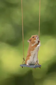 MAMMAL. Pet Hamster, sitting on a garden swing, studio