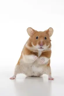 Eye Contact Prints: MAMMAL. Pet Hamster, standing on back legs, looking cute, studio
