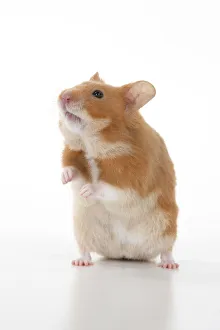 MAMMAL. Pet Hamster, standing on back legs, looking around, studio MAMMAL. Pet Hamster, standing on back legs, looking around, studio