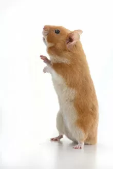 Images Dated 30th November 2020: MAMMAL. Pet Hamster, standing on back legs, looking around, studio