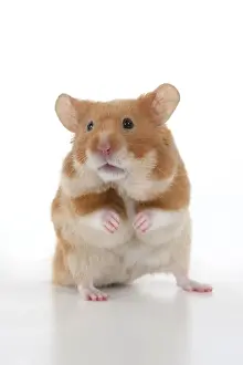 MAMMAL. Pet Hamster, standing on back legs, looking around, studio