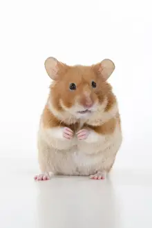 MAMMAL. Pet Hamster, standing on back legs, looking cute, studio