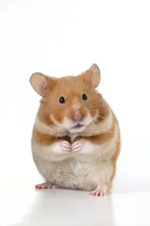 MAMMAL. Pet Hamster, standing on back legs, looking cute, studio