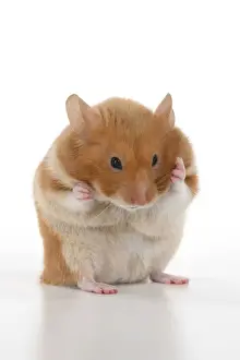 MAMMAL. Pet Hamster, standing up washing / cleaning its face, cute, studio
