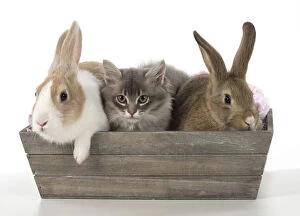 Boxes Gallery: Mammal, pet rabbits, Dutch and agouti onwith Tiffanie