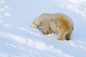 Images Dated 10th February 2017: Mammal. Polar Bear