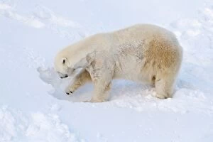 Images Dated 10th February 2017: Mammal. Polar Bear