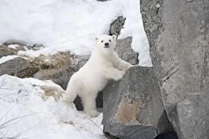 Mammal. Polar Bear cub, 4 month old cub in the snow