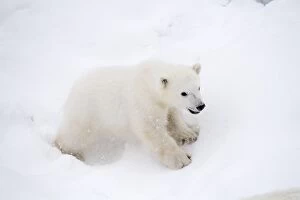 Images Dated 10th April 2017: Mammal. Polar Bear cub, 4 month old cub in the snow