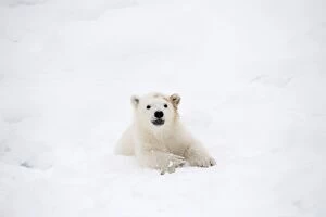 Images Dated 10th April 2017: Mammal. Polar Bear cub, 4 month old cub in the snow
